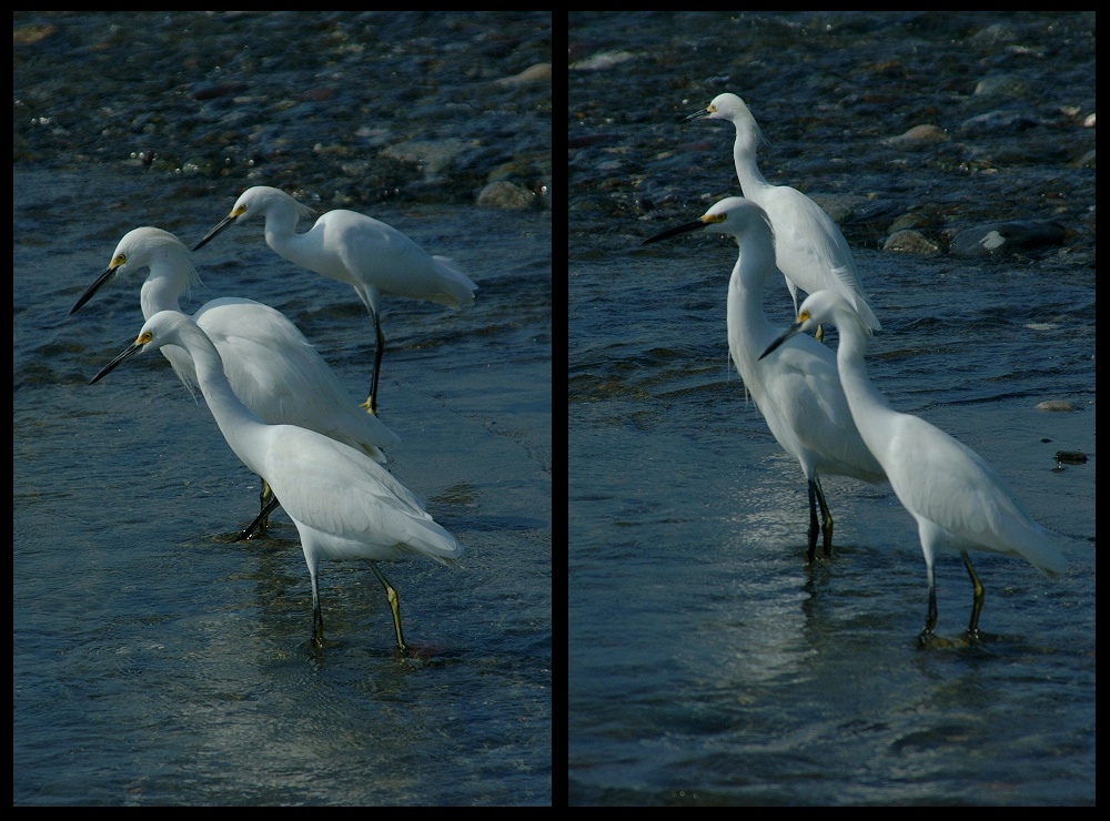 (33) bird montage.jpg   (1000x740)   293 Kb                                    Click to display next picture